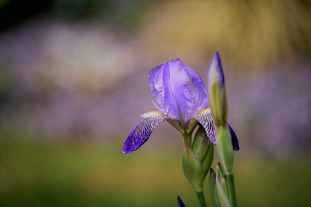 best iris perfumes