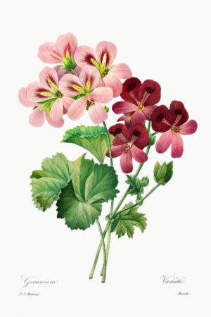 geranium botanical print