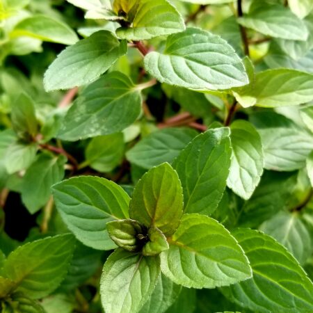 Mint in Perfumery