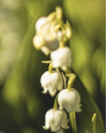 Mona di Orio Domaine was inspired by lily of the valley