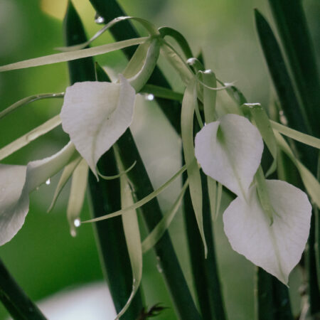 Orchid perfumes use fantasy notes