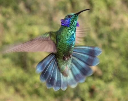 Violetear Hummingbird