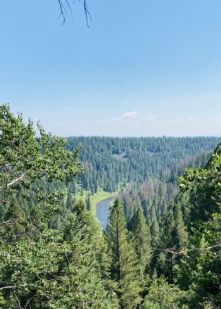 Targhee Forest, by Manuel Cross