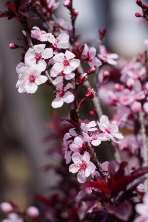 Best cherry blossom perfumes