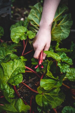 Best rhubarb perfumes