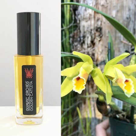 Golden Cattleya by Olympic Orchids Perfumes