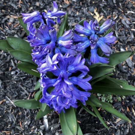 Hyacinth in perfumes