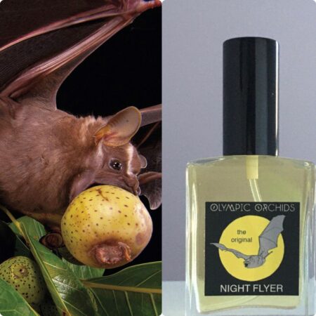 Olympic Orchids Perfumes Night Flyer was originally Bat from Zoologist