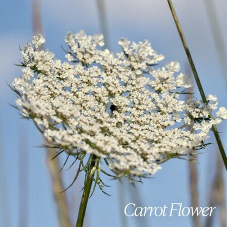 what is carrot flower