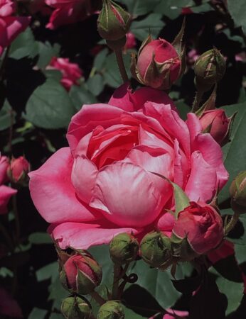 Grossmith Saffron Rose Eau de Parfum (3.4 fl oz)