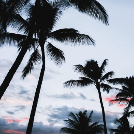 What are the best tropical perfumes