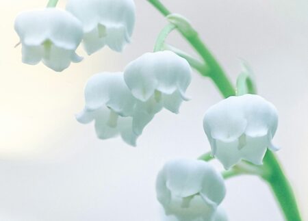 Lily of the Valley perfumes