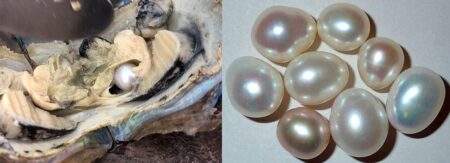 Pearls-from-Oysters-450x163 مراجعة قبلة إلكتيموس لندن كيوبيد