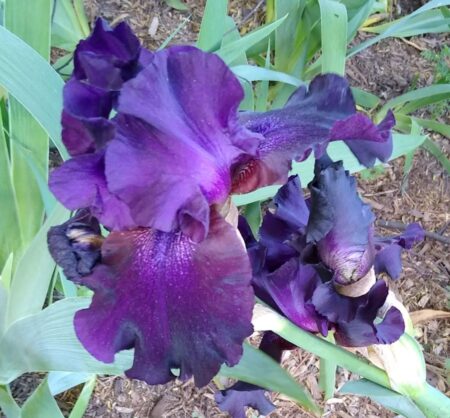 Purple iris