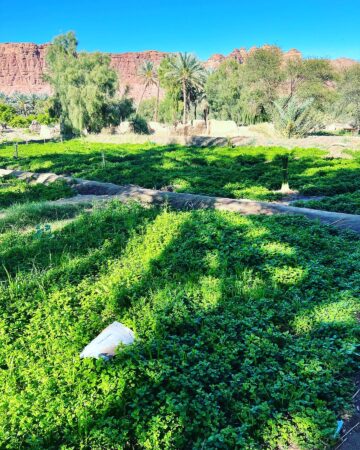 Al Jaddiyah in Alula Oasis