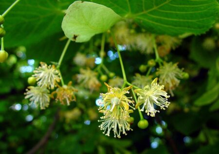 Best Linden blossom perfumes