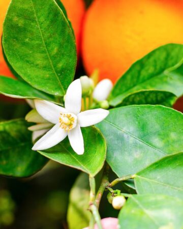 Orange blossom perfumes