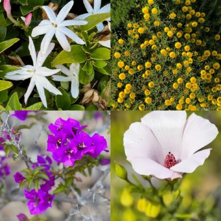 flowers that grow in Ibiza