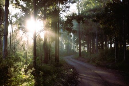 Forest-in-Australia-450x300 Goldfield and Banks Silky Woods Elixir (أوليفييه كريسب وحميد ميراتي كاشاني) 2024 + هدية حسية غنية