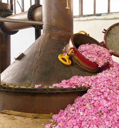 rose harvest in Grasse