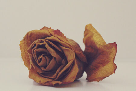 Dried rose