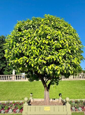 citrus aurantium bigaradier in bloom