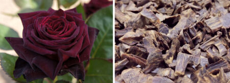 Rose Black Baccara