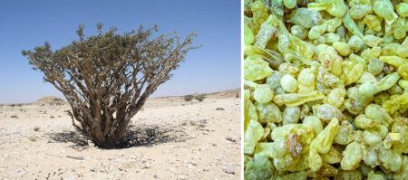 Boswellia sacra tree (Dhofar) and green hojari sacra resin