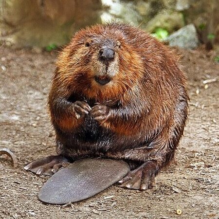 Beavers and Castoreum