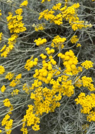 Immortelle in perfumery