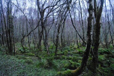 Scottish moors