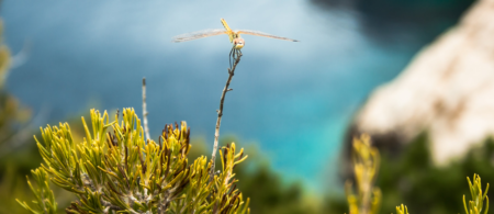 flora of Croatia