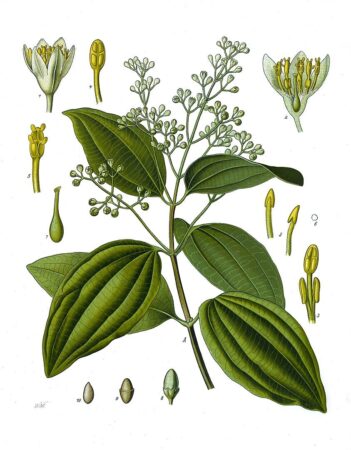 Cinnamomum verum By Franz Eugen Köhler