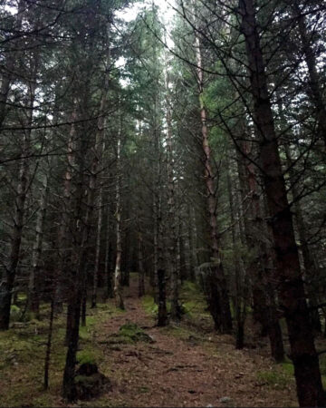 Norwegian Woods somewhere south of Trondheim and oslo