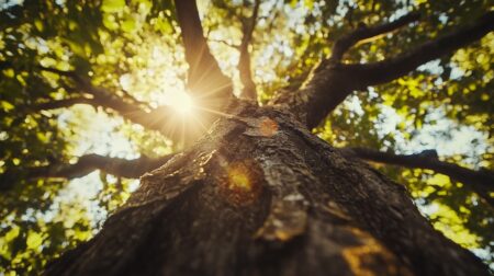 Sunlight and trees