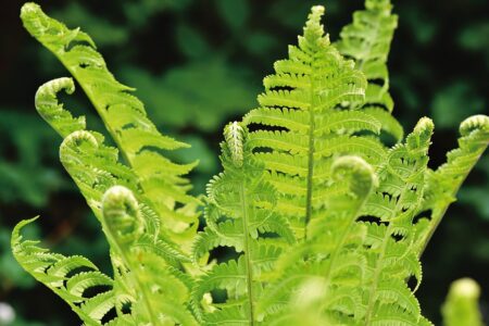 fougere means fern