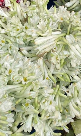 Indian tuberoses