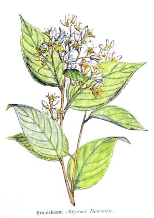 Benzoin botanical woodcut colored by Mandy Aftel
