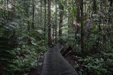Indonesian Rainforest