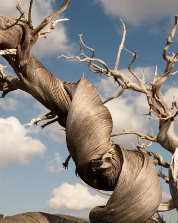 Juniper tree