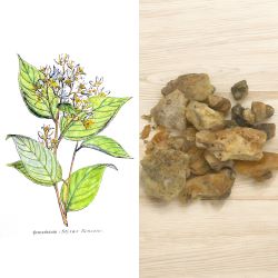 benzoin in perfumery