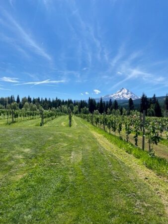 vineyard in Texas