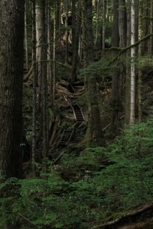 Forest perfumes