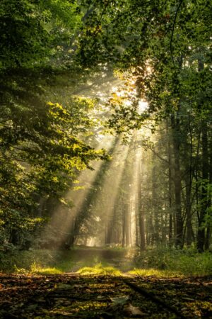 best forest perfumes