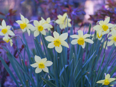 best narcissus perfumes