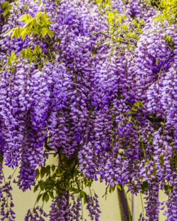 Darren Alan Perfumes Wistful Wisteria