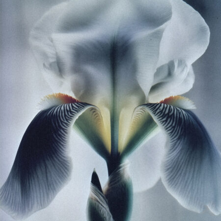 Best Iris perfumes