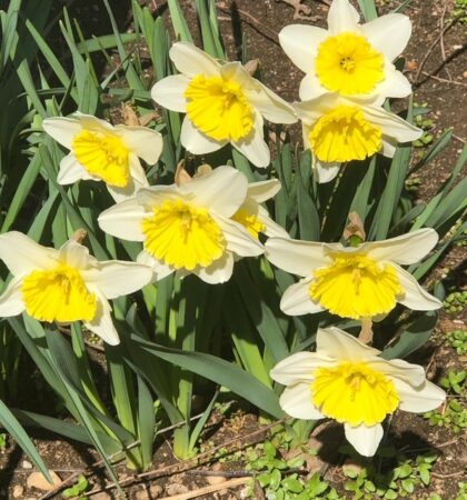 daffodil perfumes