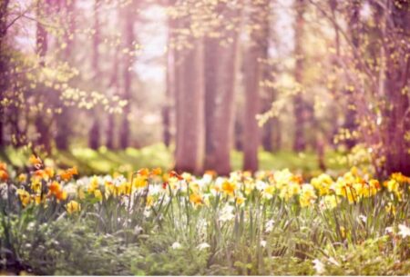  narcissus and flowers in the countryside