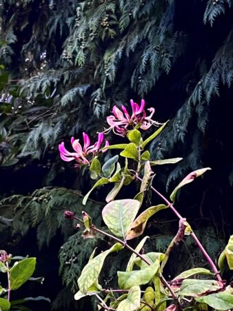 Honeysuckle flowers